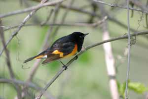 American Redstart by Dick Stilwell